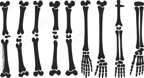 Human arm and hand bones silhouette anatomy set forearm wrist finger skeletal system medical orthopedic vector illustration isolated collection