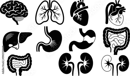 Human internal organs silhouette set brain lungs heart stomach liver kidneys and intestines anatomy medical healthcare vector illustration collection isolated