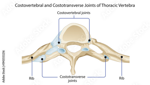 Costovertebral and Costotransverse Joints of Thoracic Vertebra articulation between thoracic vertebrae and ribs, highlighting the costovertebral and costotransverse joints involved in rib movement.