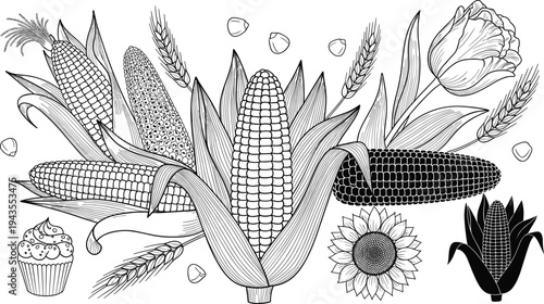 Hand drawn corn cob botanical line art illustration with maize plants, wheat ears, sunflower flower, and cupcake doodle elements in vintage engraving style for farm agriculture design