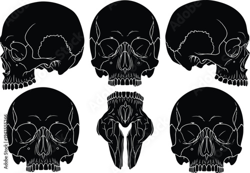 Human skull anatomy silhouette collection showing multiple angles including front, side and bottom view isolated on white background, medical anatomy illustration and skeletal study reference