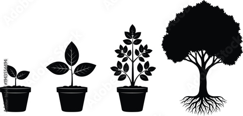 Plant growth stages silhouette set showing seedling in pot developing into mature tree with roots, botanical life cycle concept isolated on white background