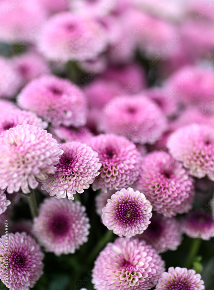 Obraz premium Close up of Dottie Micro Poms Chrysanthemum Flowers