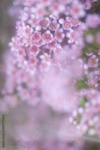 Close up of Delicate Pink and White Wax Flowers  Chamelaucium