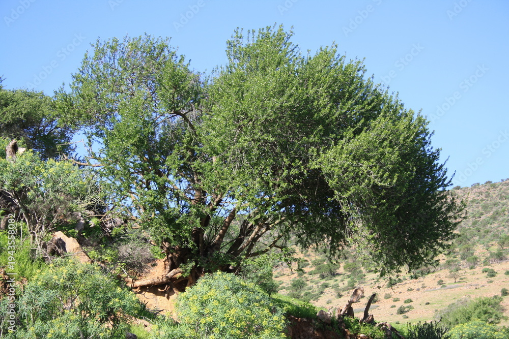 Fototapeta premium Twisted argan trees with gnarled trunks dot the Anti-Atlas foothills near Arbaa Sahel, Tiznit, Morocco, among wild grasses, showcasing North Africa’s semi-arid rural landscape. Photo Feb 15, 2026.