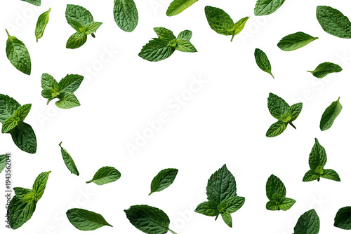 Fresh green mint leaves floating and arranging into a natural border or frame, leaving copy space with a transparent background