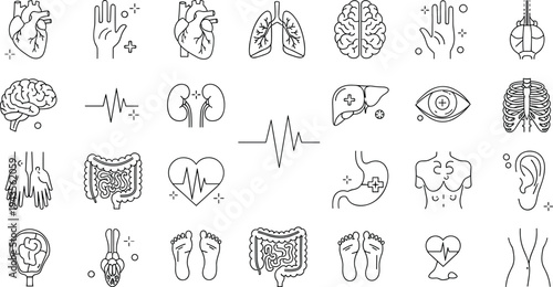 Human internal organs anatomy line icon vector set featuring heart lungs brain stomach intestines kidneys and medical health symbols