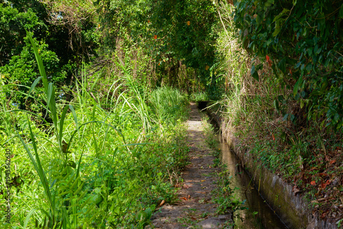 Canvas Print The Beauregard Canal path, also known as the Slave Canal Le Carbet, Martinique,