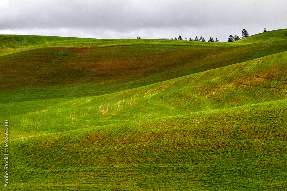 Obraz premium Rolling Green Hills of the Palouse, Washington State
