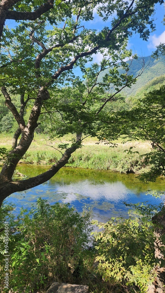 Obraz premium 맑은 하늘과 구름, 산과 강을 따라 걷는 데크 둘레길의 여름 풍경