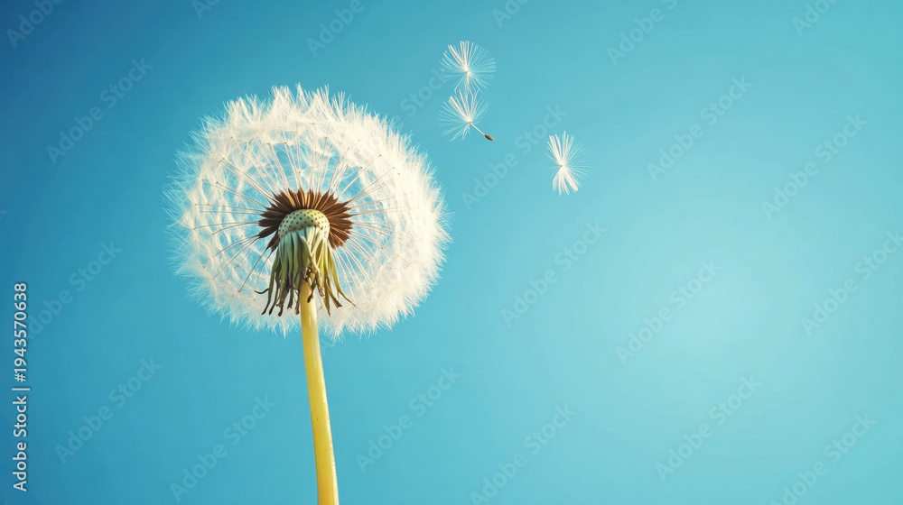 Fototapeta premium Dandelion with seeds blowing away in the wind across a clear blue sky with copy space