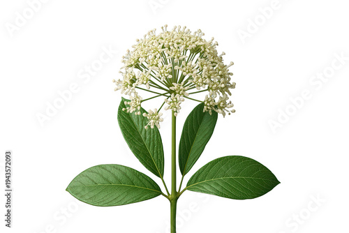 White umbel flower with green leaves and stem against a clean transparent background, a botanical study