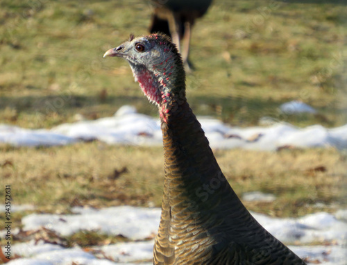 Turkey 