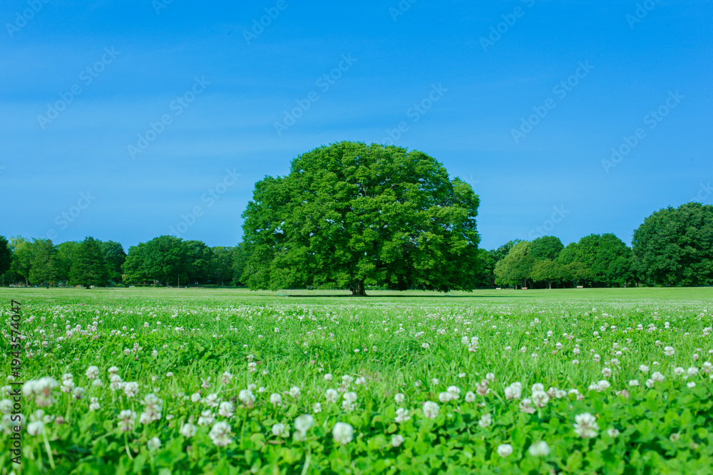 Fototapeta premium 緑の木