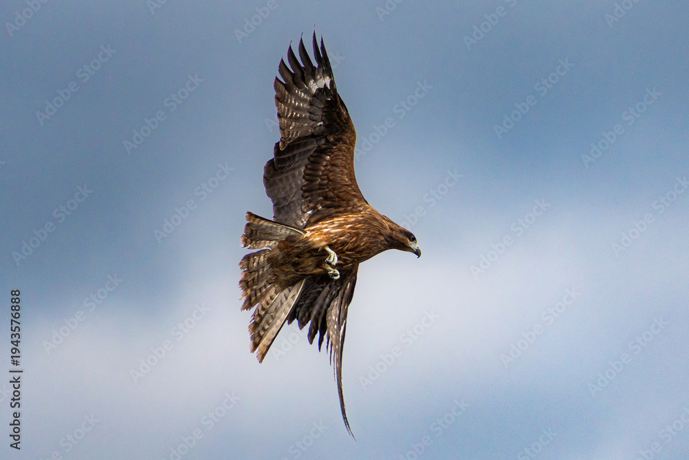 Obraz premium black kite bird of prey flying in the sky with wings spread wide in japan