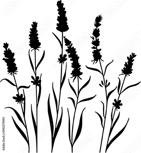 Siluet bunga lavender hitam dengan latar belakang putih, elemen desain botani minimalis.