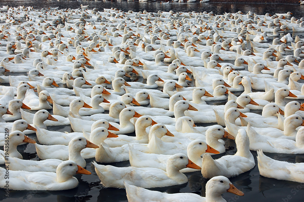 Obraz premium A large group of white ducks swimming in the water