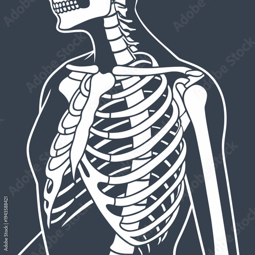 Detailed vector illustration of the human chest skeleton anatomy, highlighting the ribcage and shoulder structure.