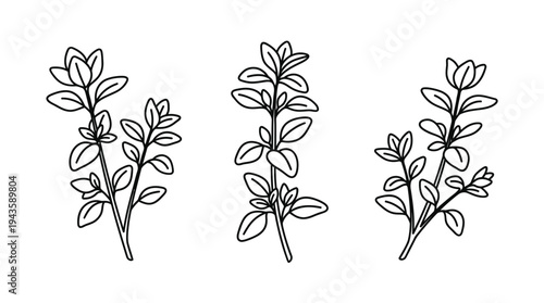 Oregano sprig set with single weight line drawing