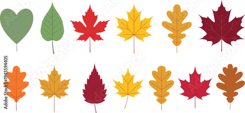 Colorful autumn leaves collection featuring maple, oak and assorted foliage shapes, seasonal fall botanical vector illustration set isolated on white background
