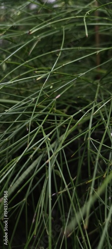 Close-up of Lush Green Grass Blades in Natural Setting