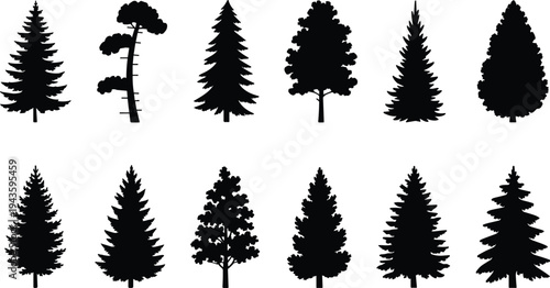 WebvSet of black silhouette pine trees conifers evergreens fir spruce various shapes detailed branches nature landscape vector illustration collection