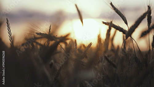 Φωτογραφία Wheat Field at Sunrise with Soft Focus and Warm Light, sunset