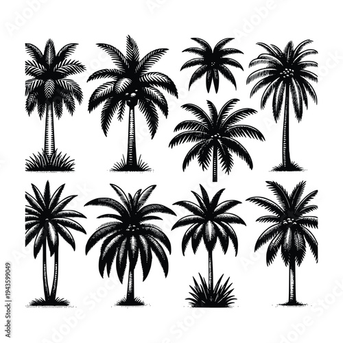 Hand-Drawn Palm Tree Illustrations: Nature Graphics