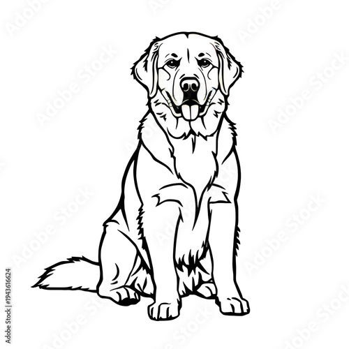 golden retriever puppy