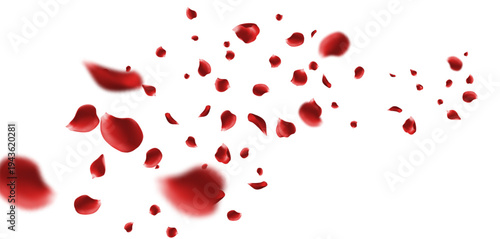 red rose petals falling and floating in the air isolated with soft depth field effect for Valentine's Day