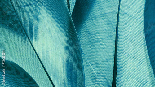 Nature pattern of bird feathers, beautiful natural texture with subtle detail, green blue teal feather closeup banner. Abstract plumage macro. Smooth gradient geometric lines beauty-inspired visuals.
