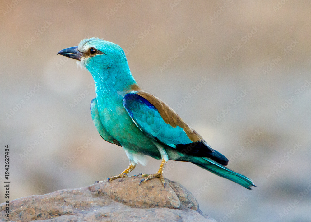 Obraz premium Indian Roller Bird Perched on Rock in Oman