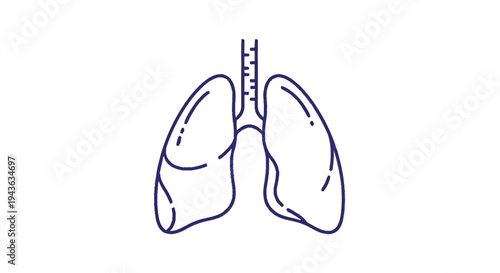 Simple Line Drawing of Human Lungs and Trachea.