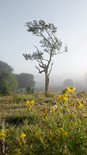 Lonely tree in misty rural field at sunrise with soft morning light