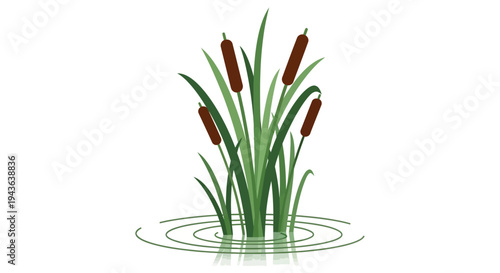 Illustration of cattails in water.