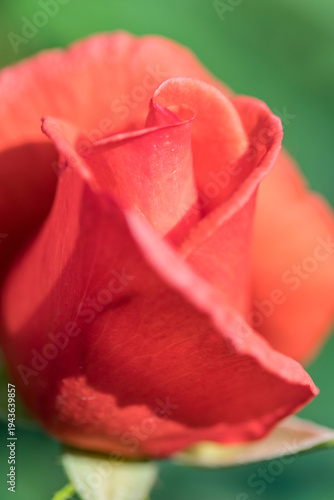朱色のバラの花のアップ