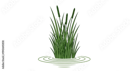 Green grass growing in water.