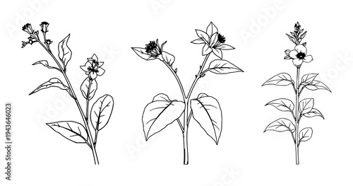Tobacco plant set with fine line art depiction featuring botanical illustration, elegant thin lines, isolated on white with tobacco leaves and flowers