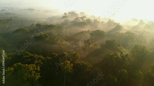 Aerial drone footage of morning mist rising over the Amazon rainforest canopy in Tambopata, Madre de Dios, Peru. Dense tropical jungle landscape covered in fog at sunrise