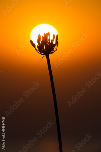 Wallpaper Mural Dried Flower Silhouette Cupping the Setting Sun Torontodigital.ca