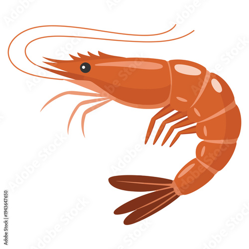 fresh shrimp on white background