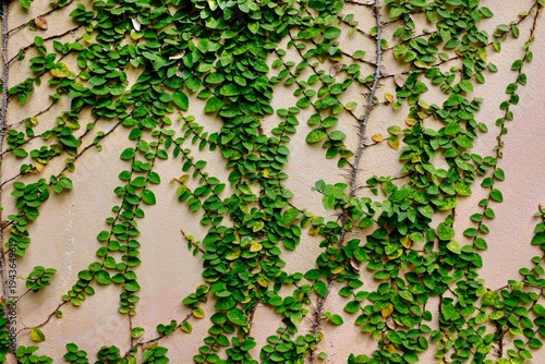 ivy on wall