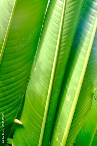 green leaf texture