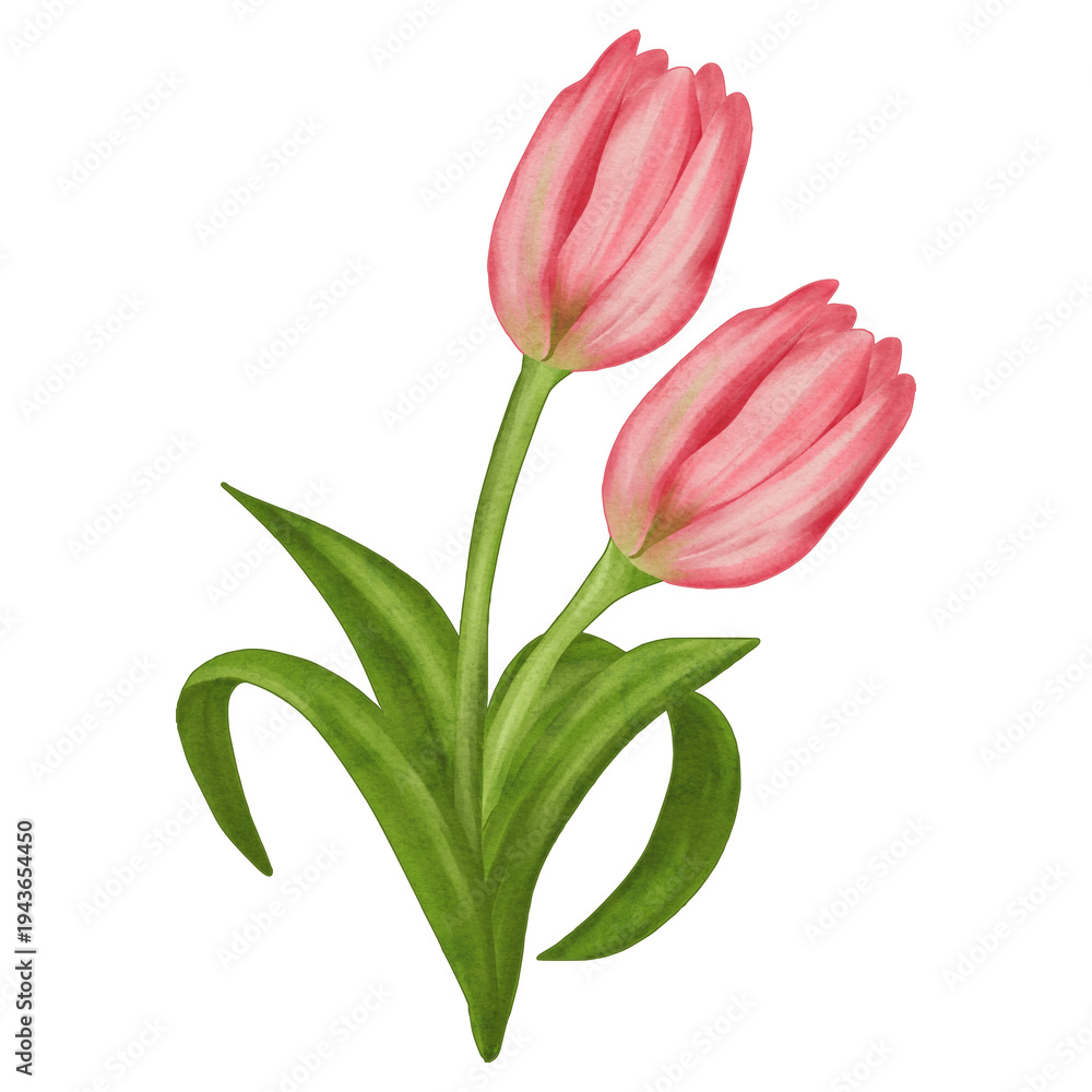 Obraz premium Pink Tulips Flowers Watercolor Illustration