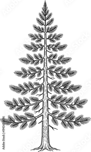 Detailed black and white illustration of a pine tree with intricate branches and needles, evoking a sense of nature's delicate beauty and evergreen resilience