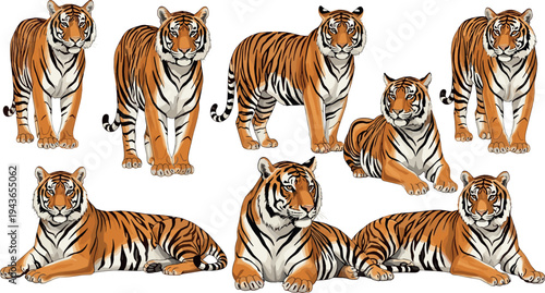 Tiger Wildlife Collection with Standing and Resting Bengal Tigers Detailed Big Cat Animal Illustrations Isolated on White Background Vector Set
