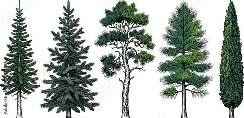A vibrant collection of diverse coniferous trees, showcasing their unique shapes and lush green foliage
