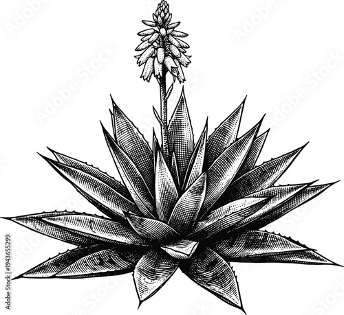 Aloe vera succulent plant with flower stalk in vintage botanical engraving style