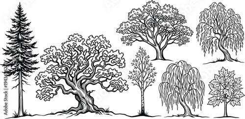 Detailed vintage tree illustrations, a diverse set of deciduous and coniferous species in a classic woodcut style. Perfect for botanical, nature, and forest-themed graphics