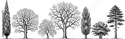 A comprehensive collection of diverse illustrated tree species, featuring both majestic coniferous and elegant deciduous forms in a detailed line art style, perfect for botanical design resources